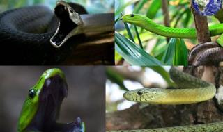 无毒青蛇有几种